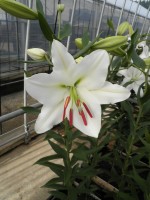 [1823 Rialto 2N No01.JPG]